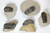 Lot: Assorted Devonian Trilobites - Pieces #119716-1